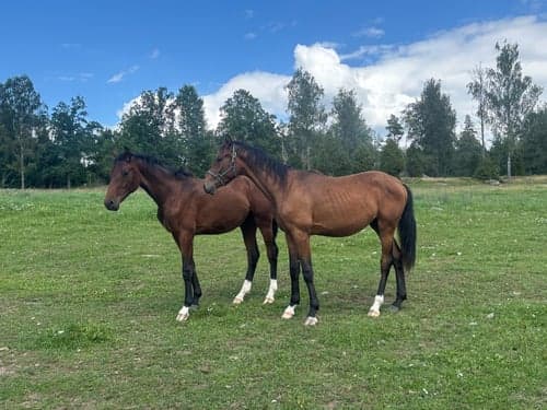 Bild av Din nästa dressyrhäst