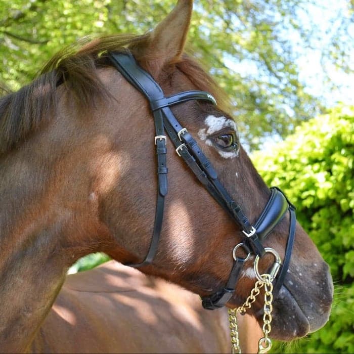 Media 2 av Lintrupgaards Kashmir