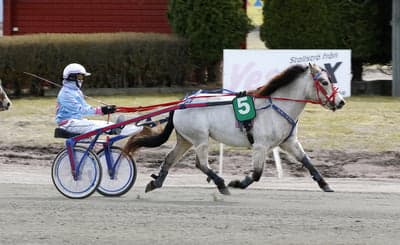 Inlägg 3 av Trav med titeln Ponnytrav 