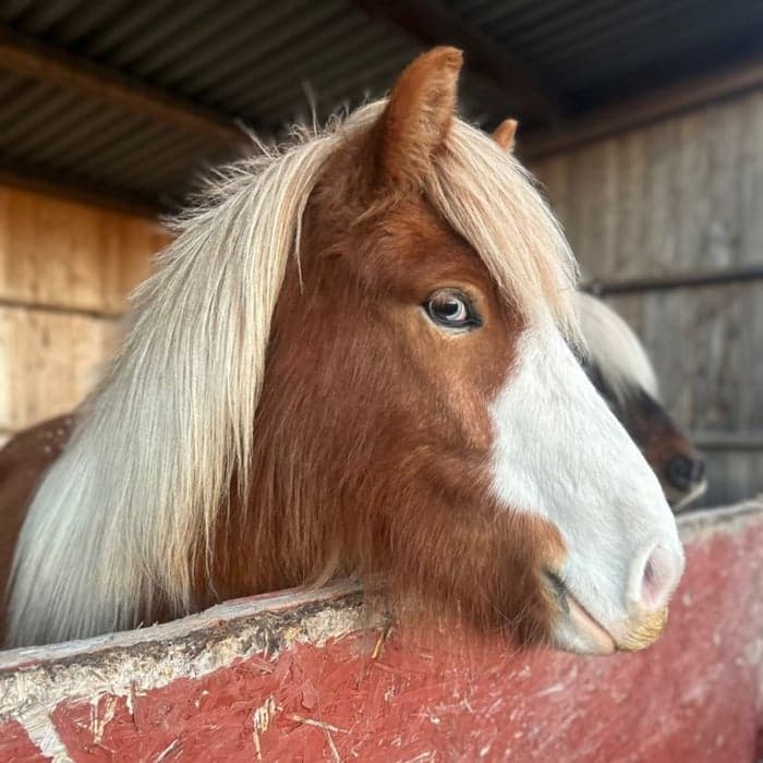 Media 1 av Jóvin från Gundbo