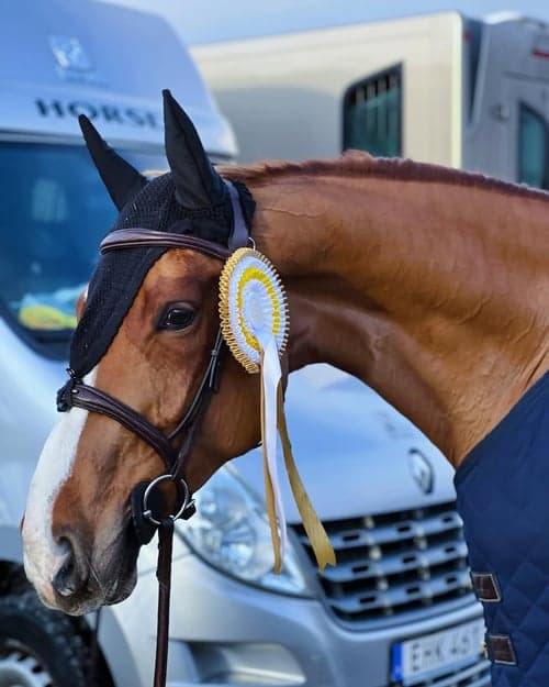 Image of Sto e. Quinturo tävlad upp till 130 cm