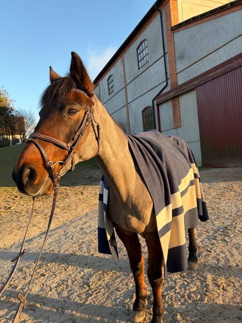 Bild av Bästa vän tillsalu