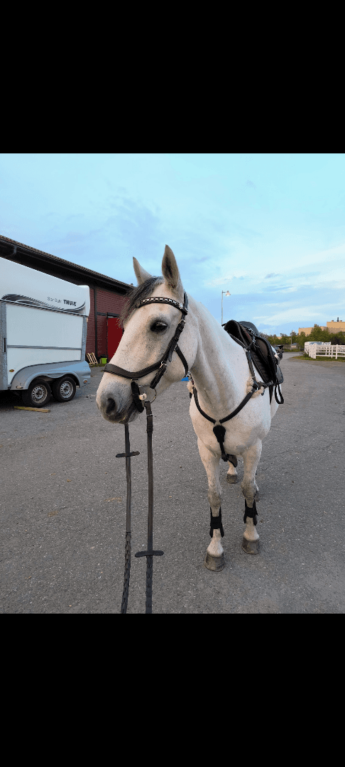 Media 1 av Aille Dallas