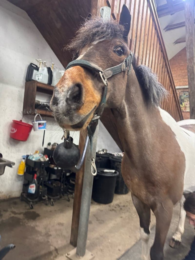 Image 4 of Lavally Sam