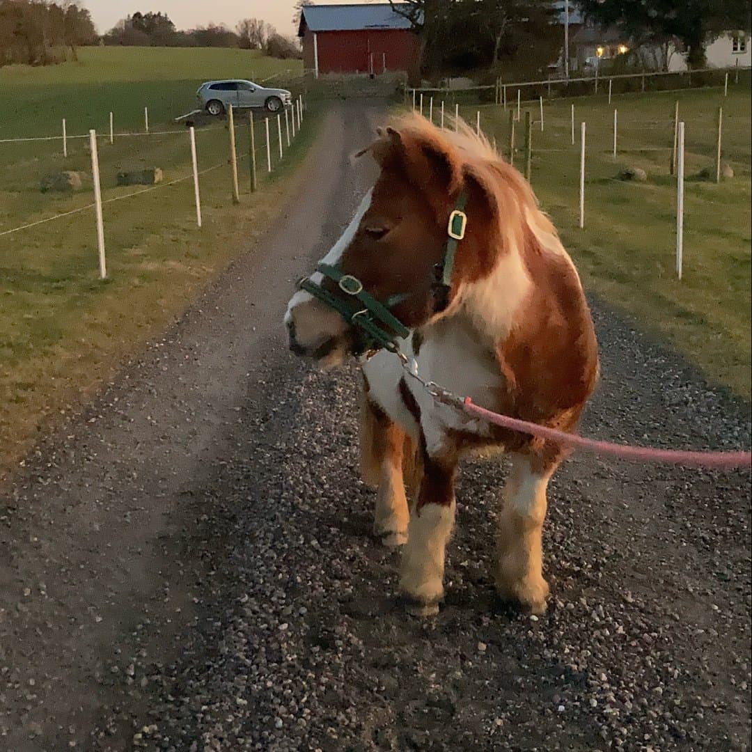 Bild 1 av Cleopatra
