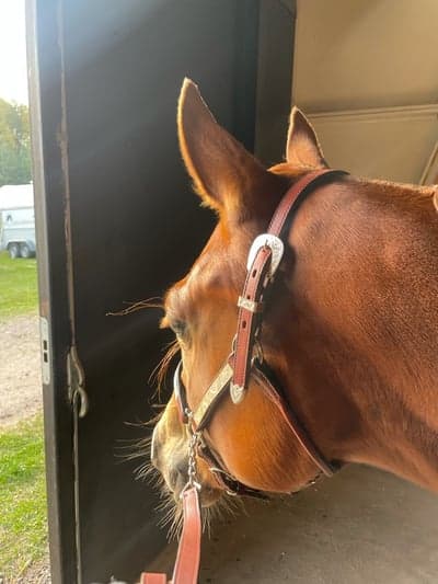 Inlägg 13 av Quarterhäst med titeln Paint championatet 