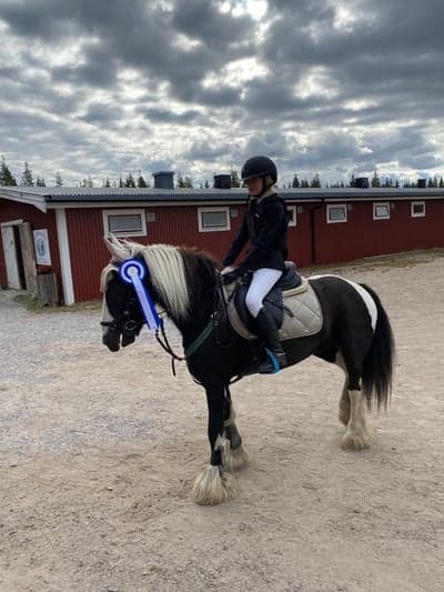 Post 4 of Gypsy Horse with title Tävling i Sveg