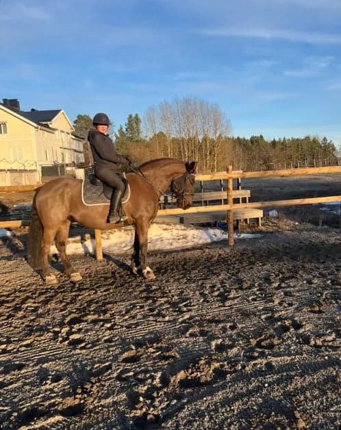 Bild av Riktigt fin hoppglad ridhäst säljes