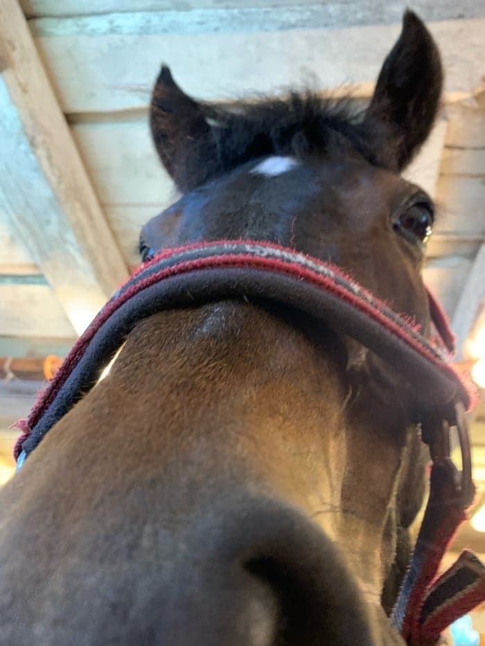 Media 1 av Idyllens prisma