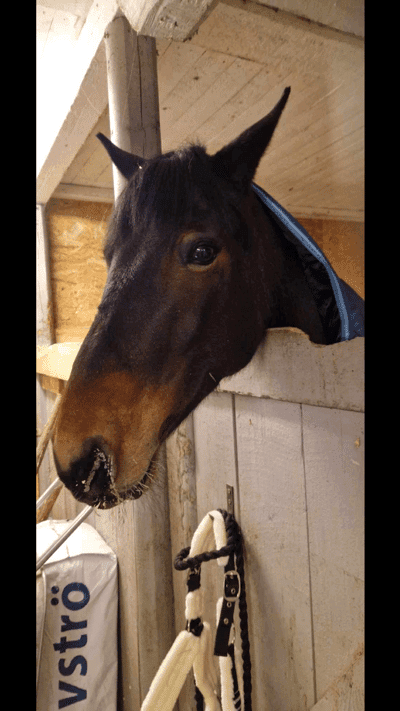 Inlägg 7 av Connemara med titeln Maevis kom hem till mig ❤️