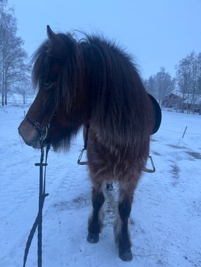 Inlägg 18 av Islandshäst