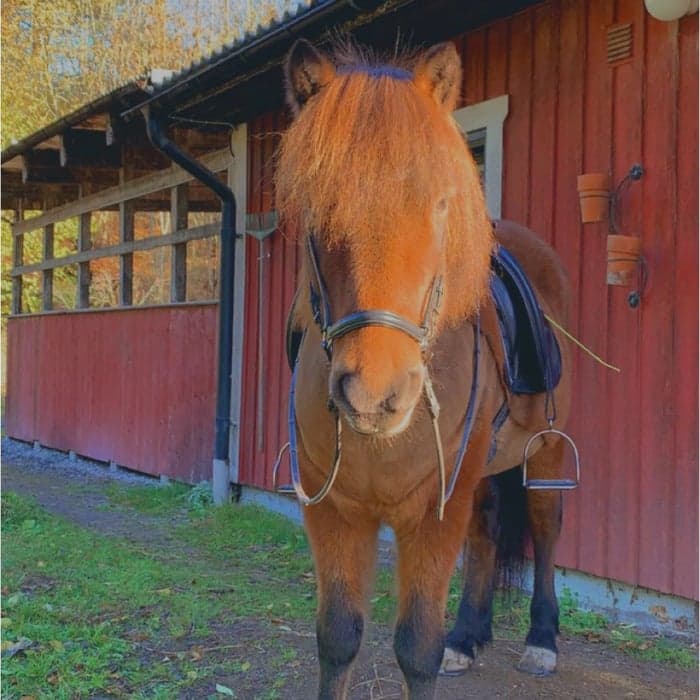 Media 1 av Spoi från Mörö