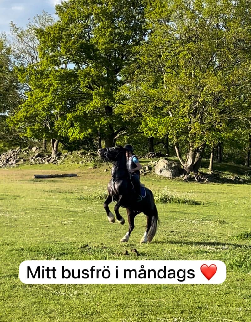 Bild 2 av Darsys magany spot