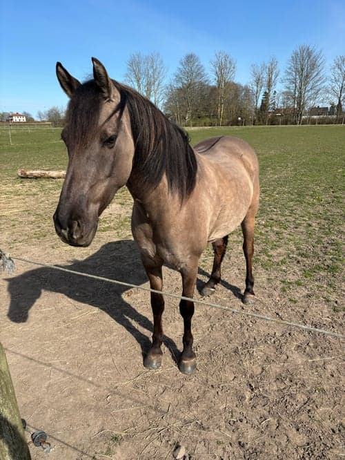 Bild av Mustang söker medryttare