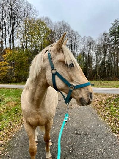 Inlägg 17 av Korsningshäst
