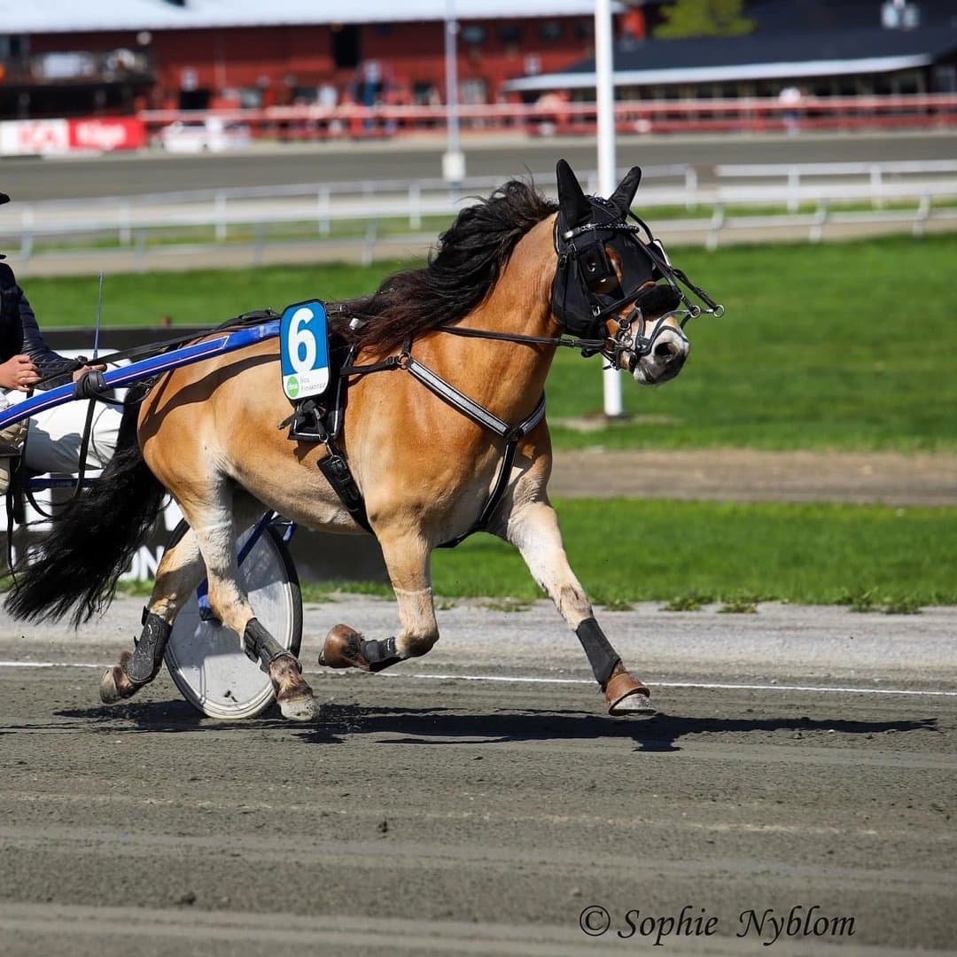 Bild 1 av LGJS Gusten