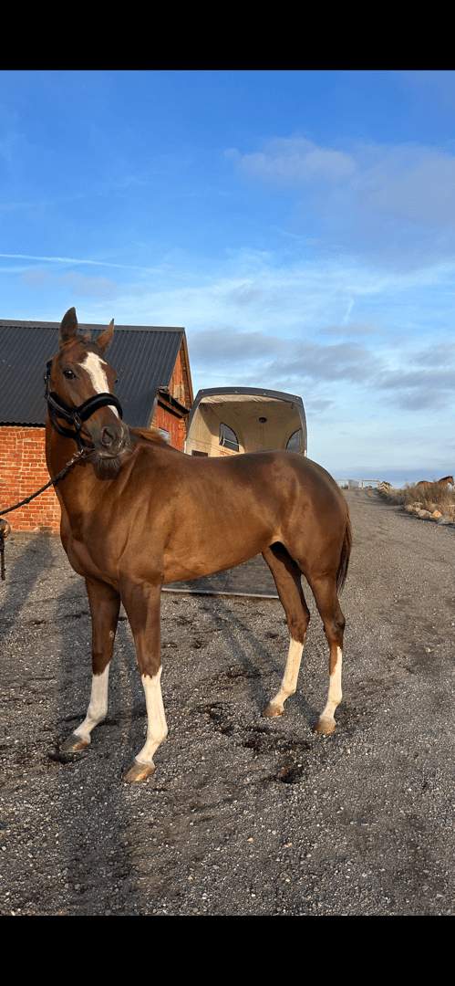 Bild av Blivande fälttävlansstjärna