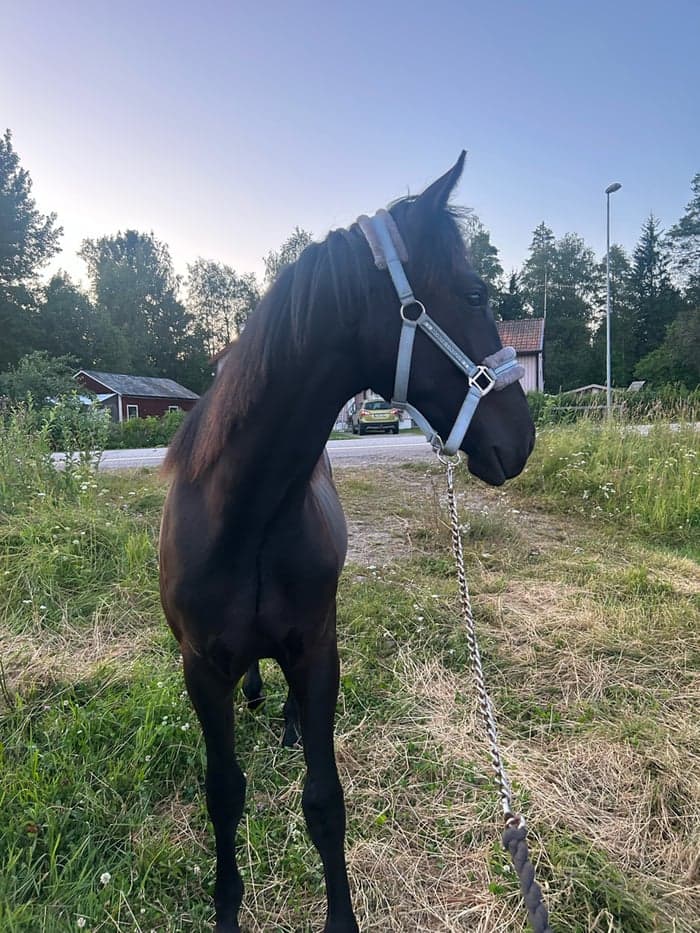 Media 10 av Blacktown Elwis