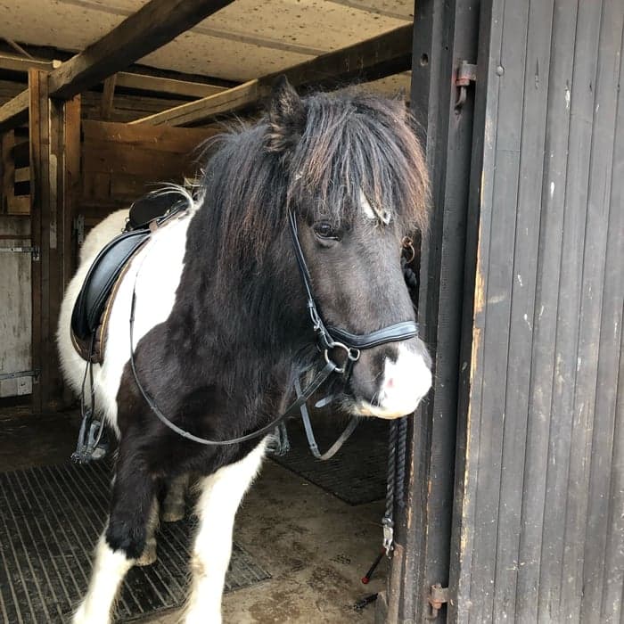 Media 1 av Gnyr från Godset