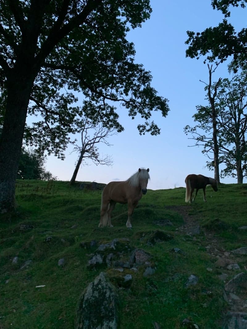 Bild 3 av Epona Från Gunnarsbo