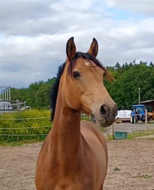 Media 11 av Fantastisk fälttävlansponny