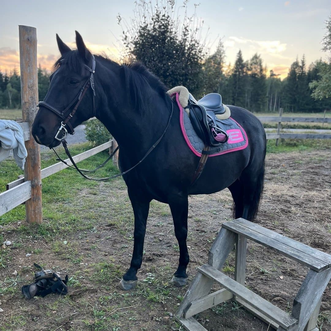 Bild 1 av Frics Galanto