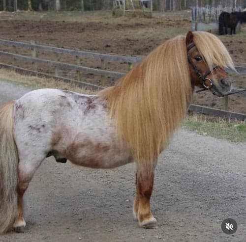 Bild av Supersöt mini!