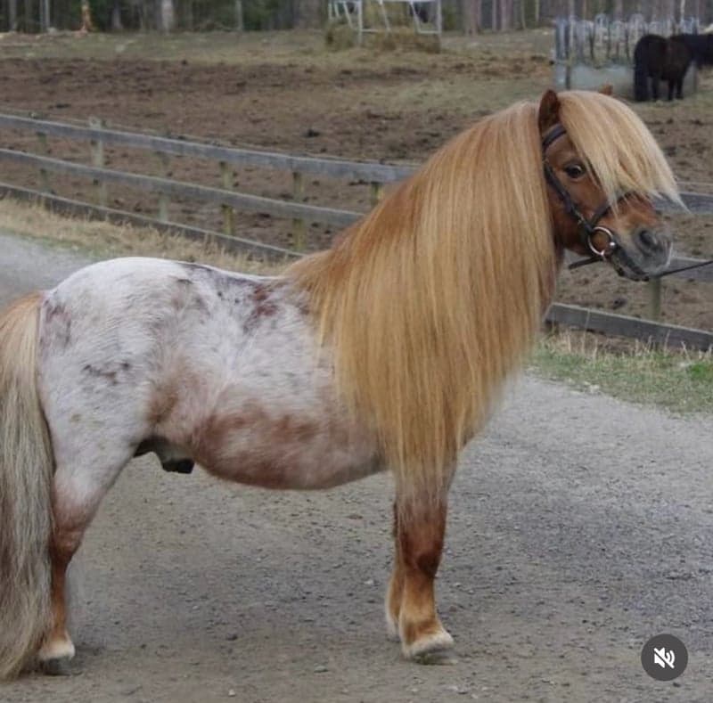 Bild 2 av Supersöt mini!