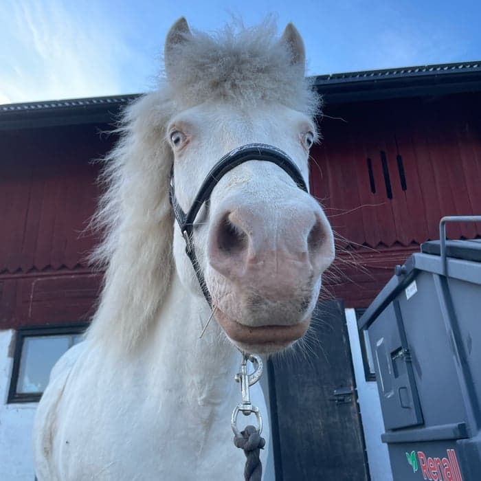 Media 1 av Sólblóm från Gäverstad