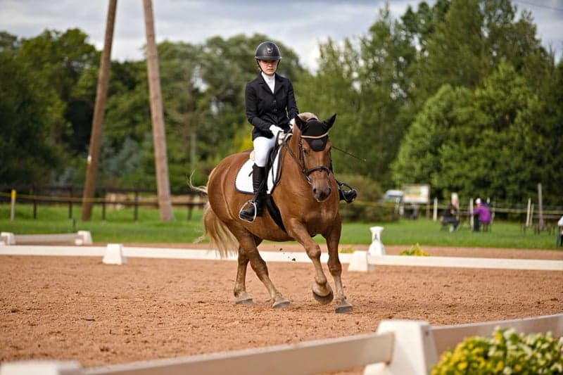 Bild 2 av Valack 6 år