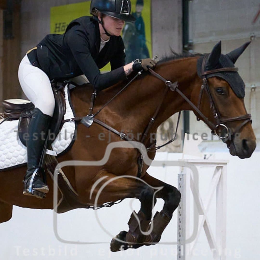 Bild 1 av Prima Donna H.J