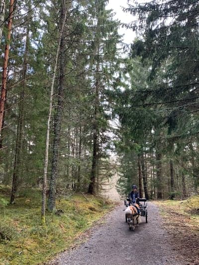 Inlägg 21 av Allround med titeln Liten häst