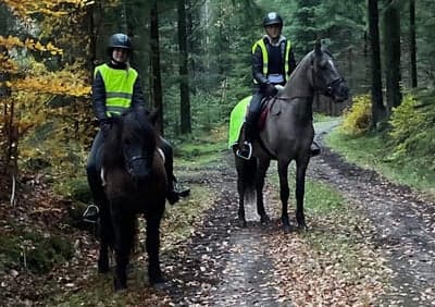 Post 11 of Kiger Mustang