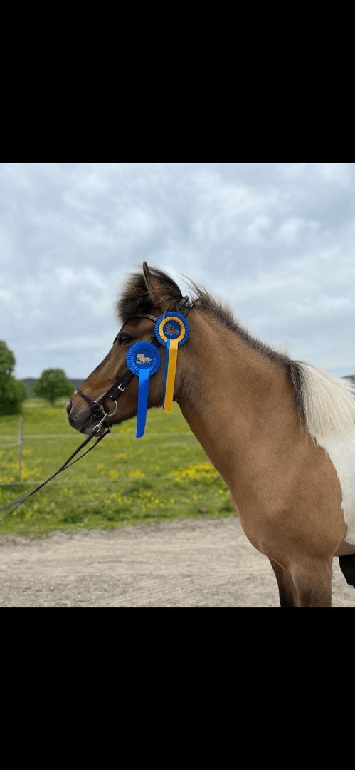 Media 1 av Sóldís från Stall Styrman