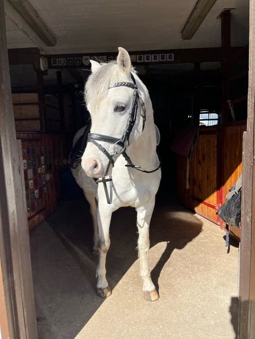 Bild av Underbar ponny🌟