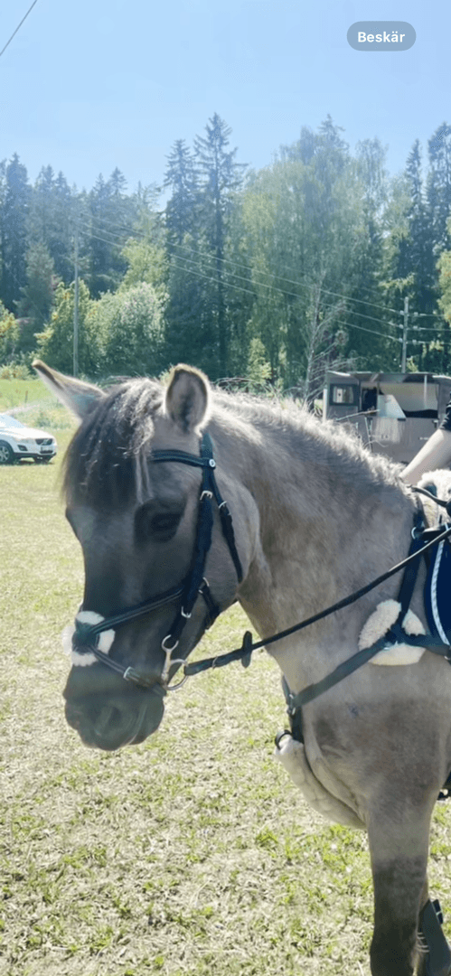 Bild 2 av Svart pullarträns