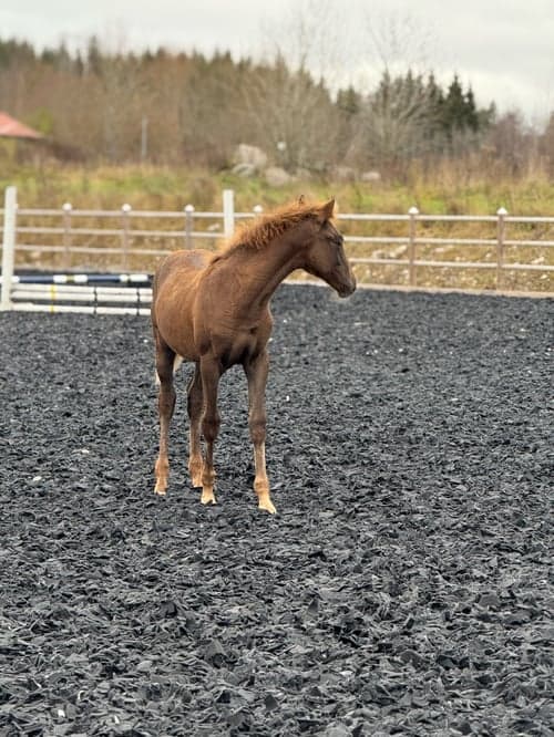 Bild av Fin åring efter Zafferano