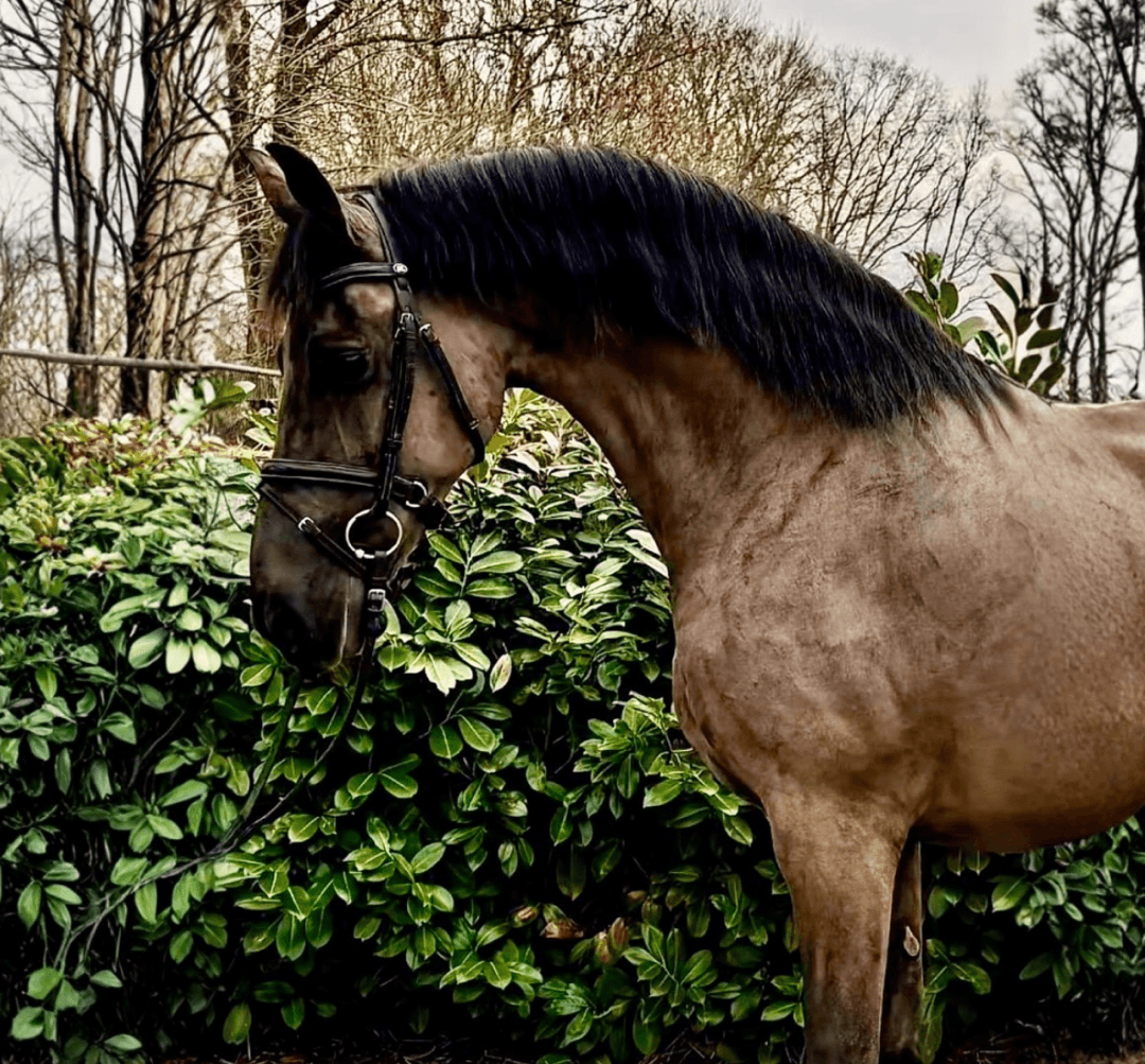 Bild 1 av Frieser sto