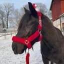 Profile picture of Svedje Viking