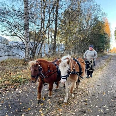 Inlägg 8 av Allround med titeln Docka 6222 i par med shetlandsponnyn Julia