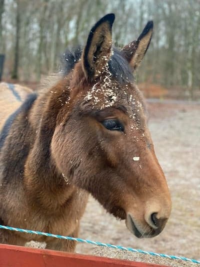 Inlägg 1 av Mula med titeln Bruno 🎄