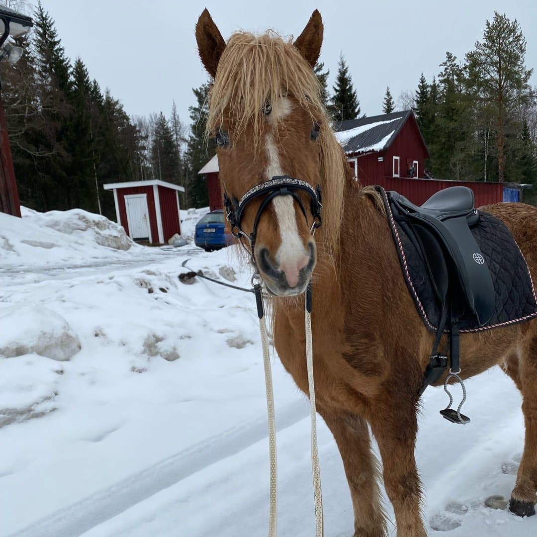 Bild 1 av Frumburður