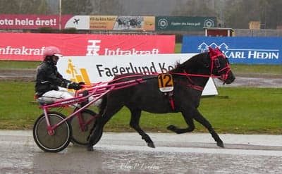 Inlägg 1 av Gotlandsruss med titeln Uppfödning