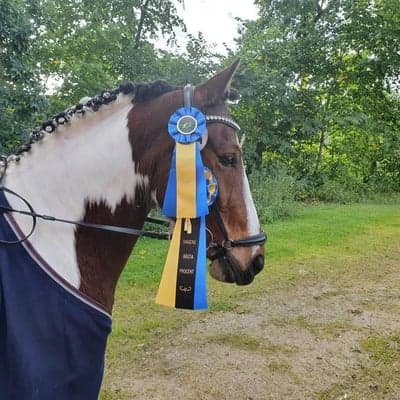 Inlägg 12 av Dansk Sportponny med titeln Dressyr (Nuntorp)