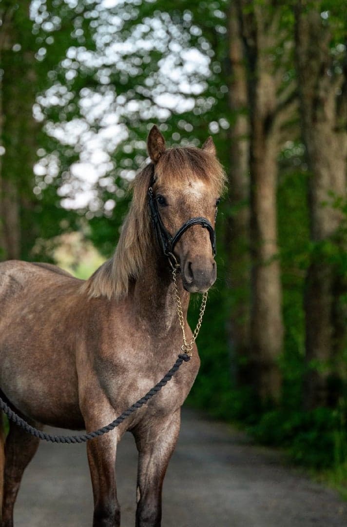 Image 1 of Axwells Houdini