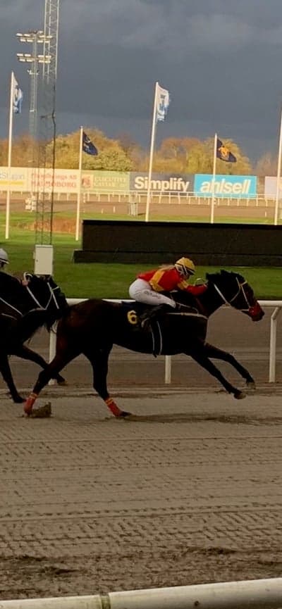 Inlägg 28 av Galopp med titeln Mitt första lopp på henne 