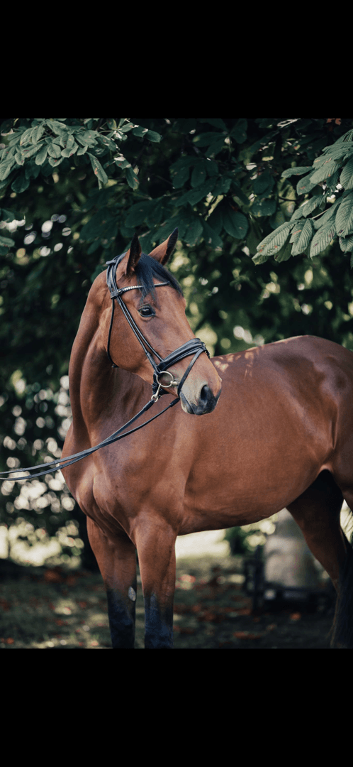 Bild 1 av Magic Lily