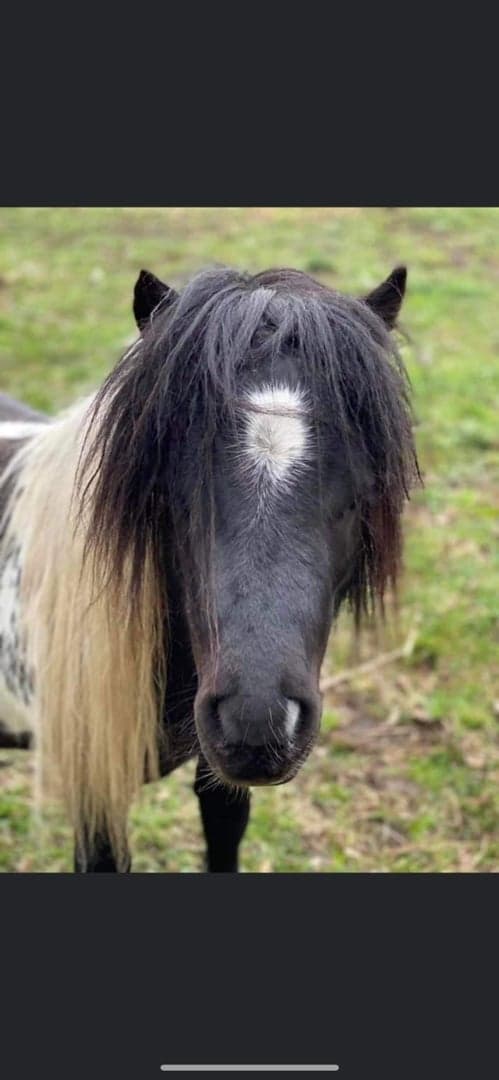Bild 1 av Änglagårdens Raphael
