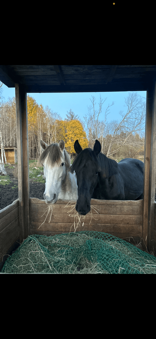 Media 9 av Blacktown Elwis