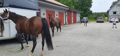 Inlägg 24 av Korsningshäst med titeln Hemma